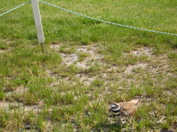 Bird_at_rye_golf_club_parking_lot_close_