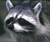 Raccoon