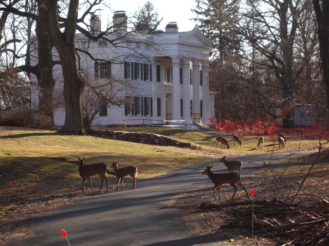 Bambi Visits the Jay House