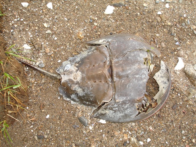 Feeling Crabby at the Marshlands