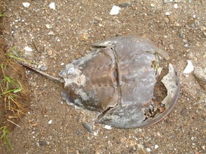 Horseshoe_crab_rye_marshlands_dsc02