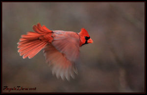 Art of Rye: My First In-flight by Angela Lleras