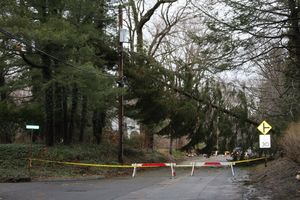 Trees Down, Power Outages in Rye: Send MyRye.com Your Pics