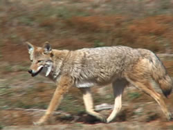 Coyote Call: No News is Good News