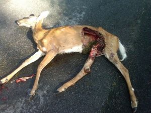 Wile E. Coyote 1, Bambi 0: Coyotes Ride Herd on Deer