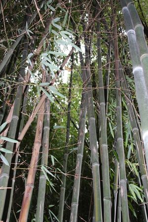 Where in Rye: Bamboo Forest