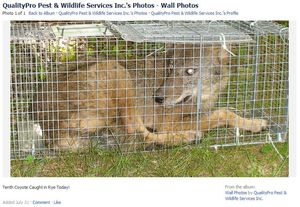 Male Coyote Trapped and Killed in Rye NY 07-31-2010