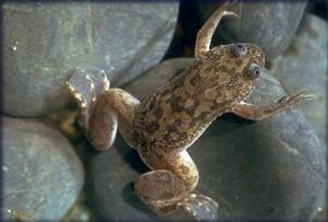 Rye Rec: Adopt Our African Claw Frog Max