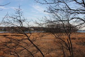 Astorino Planning to Strip Rye Parks of Curators