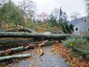 Dogwood Lane Trees Down: Pictures