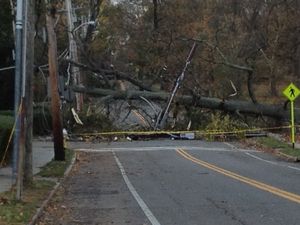 Forest Avenue Rye Tree Down – Photo