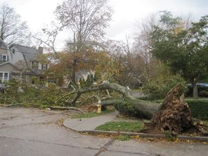 Bradford Park Trees Down – Pictures