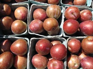 Plums_Aug2013