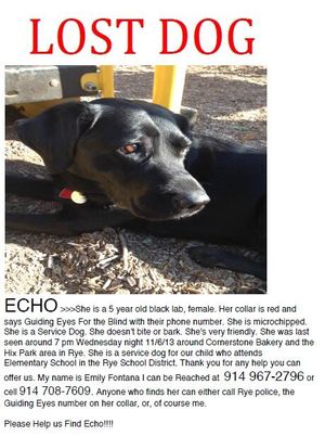 Help Find Echo The Dog!