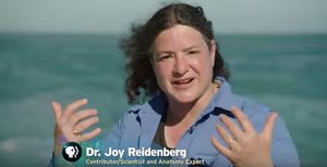 Rye Resident + Whale Anatomist Reidenberg on Live PBS Show