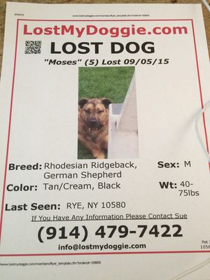 Missing dog poster