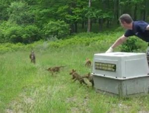 Coyote Warning Hearkens Back to Rye in 2010