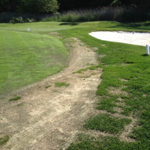 Rye Golf Club - Alt-70 Damaged Turf