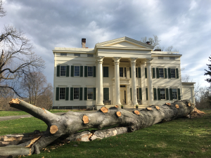 100+ Year Old Copper Beech Tree Enters History at Jay House