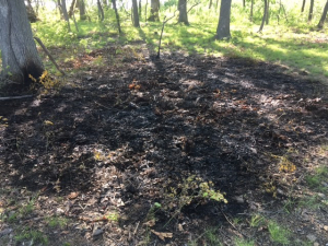 Minor Brush Fire in Rye Marshlands is Out, Six Juveniles Detained