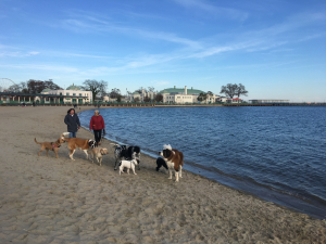 Rye Beach Gone to the Dogs