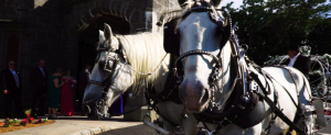 Whitby 4 horses in front CLOSE UP