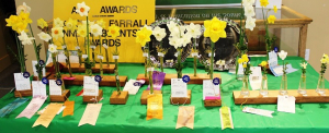 Daffodil Show Sprouting Up on Thursday, April 18, 2019