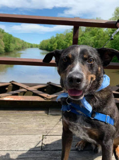 Pet Adoption: Meet Roscoe, Ready to Hit the Trail