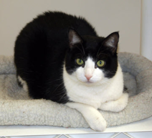 Pet Adoption: Meet Patty, a Sweet & Quiet Short Hair Cat