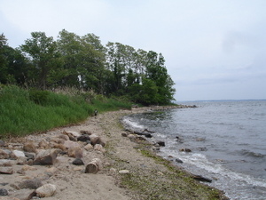 Battle Invasive Plants at Edith Read Saturday