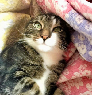 Pet Adoption: Baby Meatball, Loves Snuggling