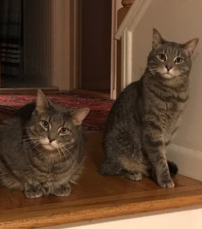 Pet Adoption: Barney & Fred, Tabby Brothers