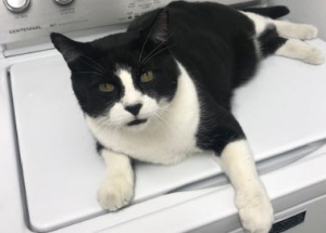 Pet Adoption: Domino, King of the House