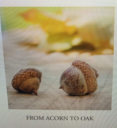 Rye Sustainability Committee From Acorn to Oak