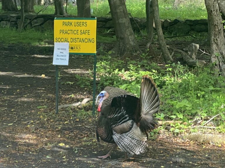 Marshlands wild turkey reading social distancing sign May 30, 2020