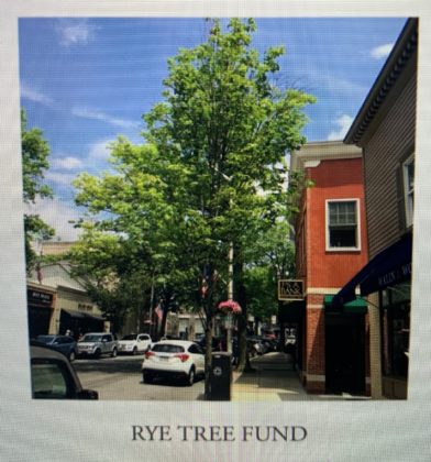Rye Sustainability Committee Rye Tree Fund