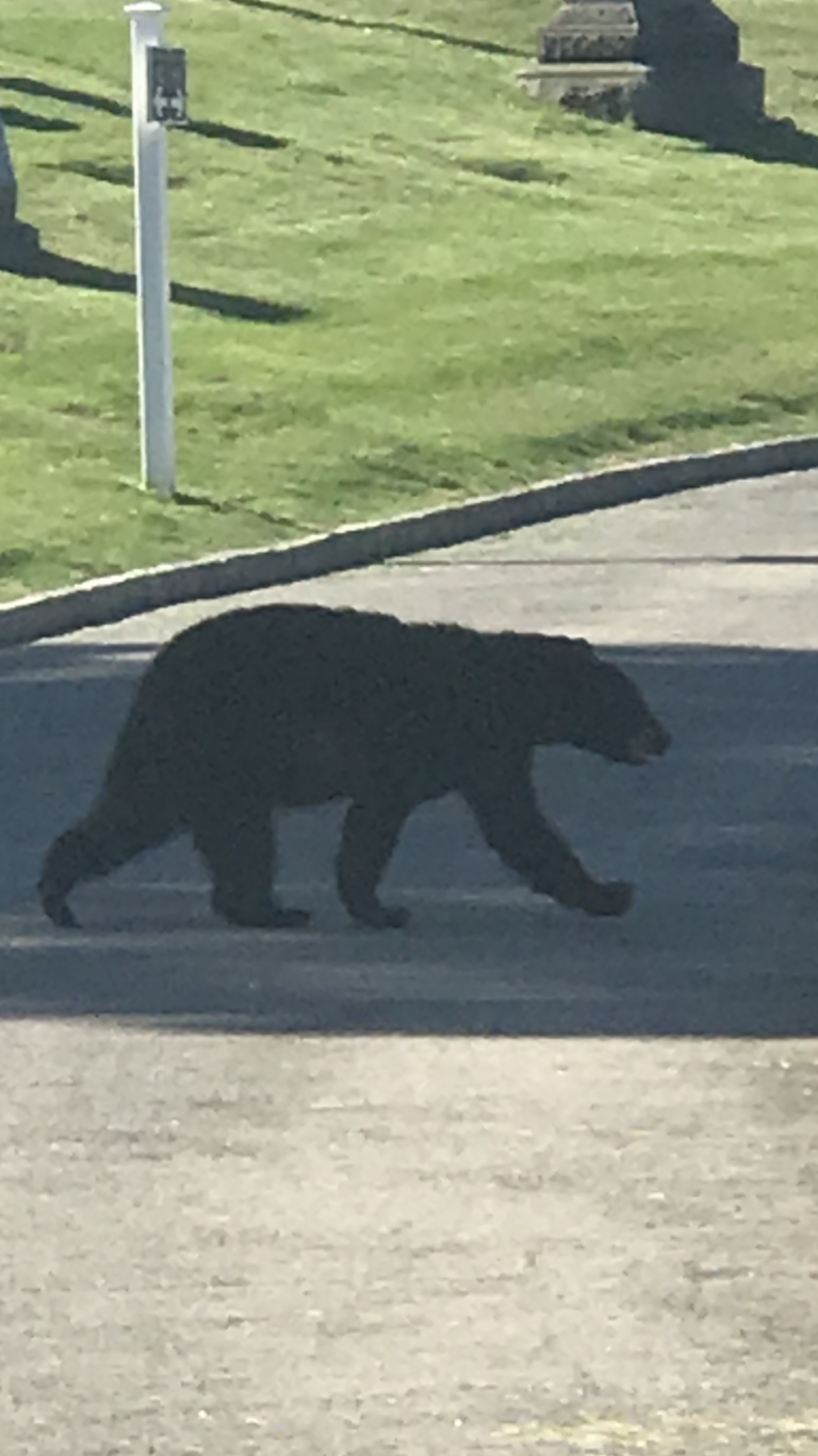 Black Bear in Rye, NY June 12, 2020