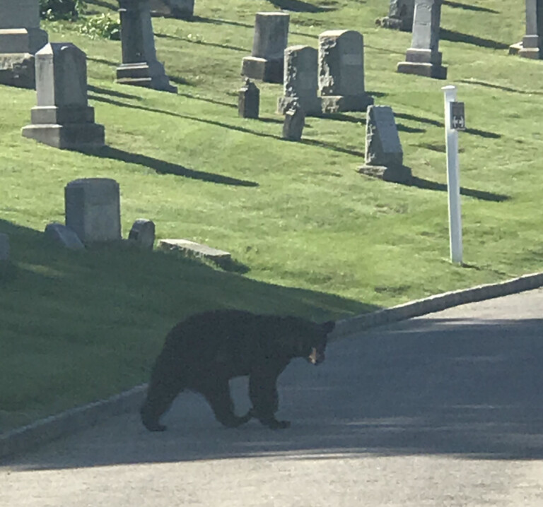 Black Bear in Rye, NY June 12, 2020