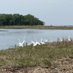 Rye Marshlands great egrets, snowy egrets and double-crested cormorants