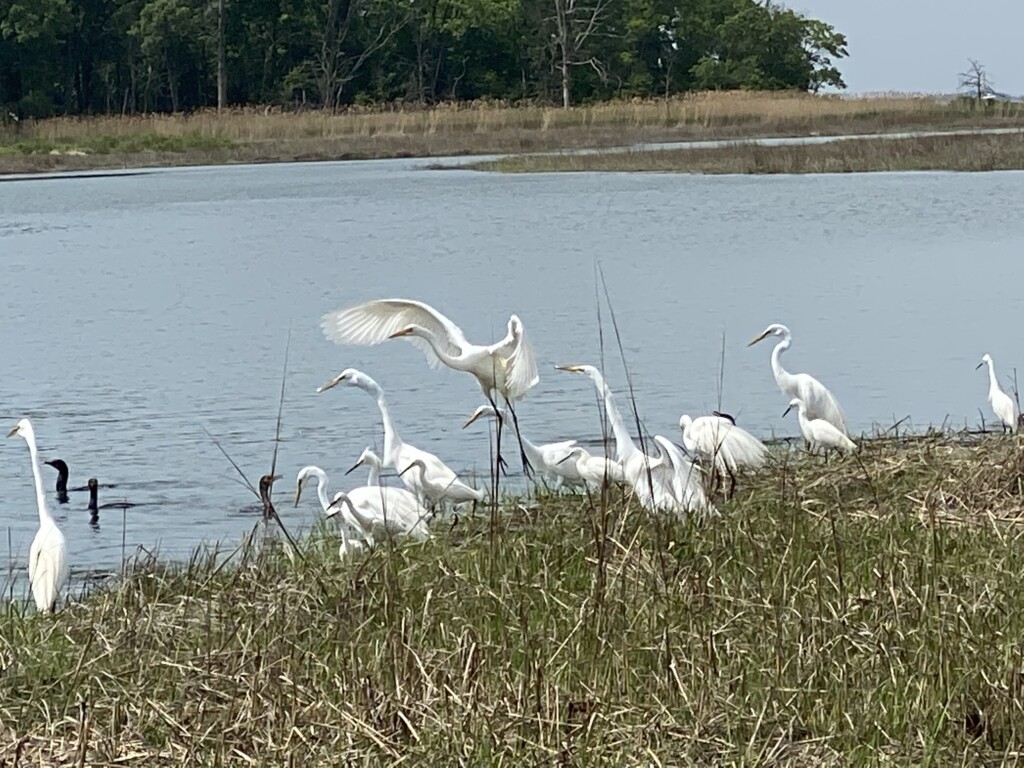 Rye Marshlands great egrets, snowy egrets and double-crested cormorants