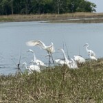 Rye Marshlands great egrets, snowy egrets and double-crested cormorants