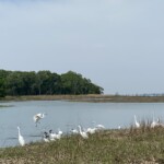 Rye Marshlands great egrets, snowy egrets and double-crested cormorants