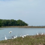 Rye Marshlands great egrets, snowy egrets and double-crested cormorants