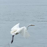 Rye Marshlands great egret