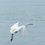 Rye Marshlands great egret