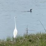 Rye Marshlands great egret