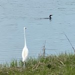 Rye Marshlands great egret