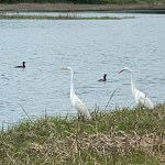 Rye Marshlands great egrets, snowy egrets and double-crested cormorants