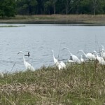 Rye Marshlands great egrets, snowy egrets and double-crested cormorants