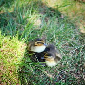 Rye PD ducklings June 26, 2020